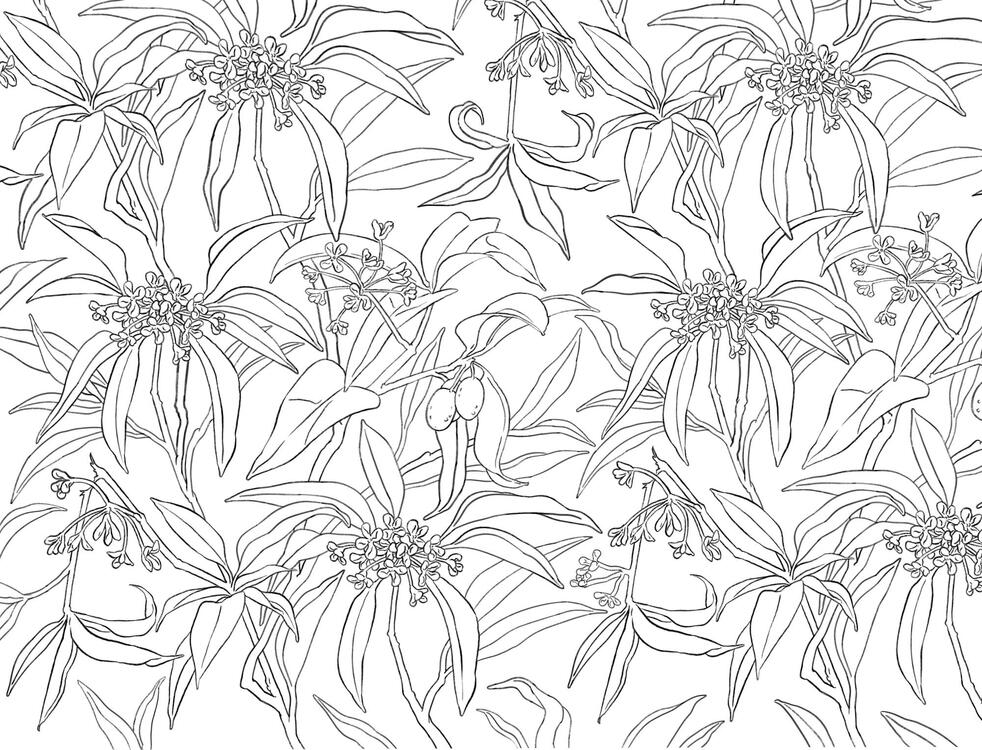 Rebecca Pan Osmanthus Illustration